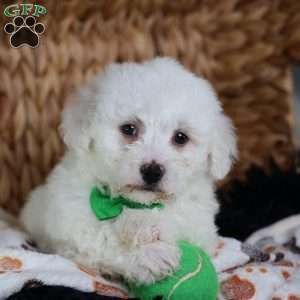 Axel, Bichon Frise Puppy