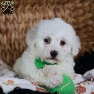 Axel, Bichon Frise Puppy