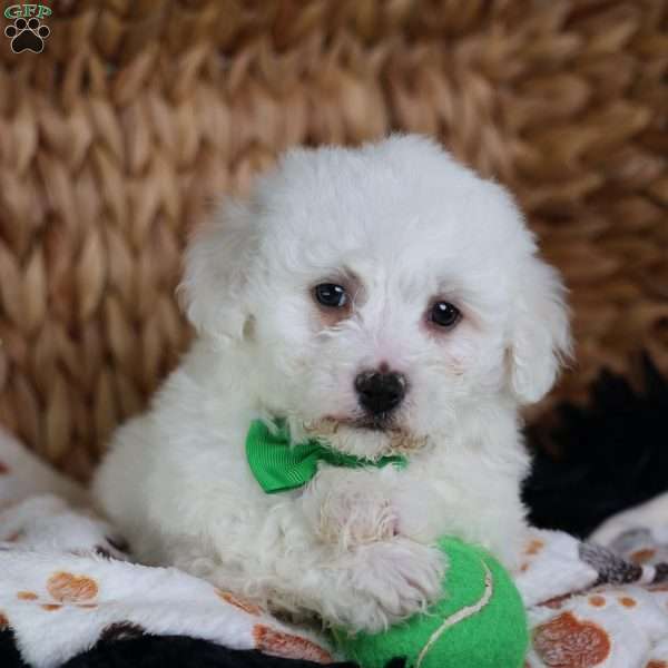 Axel, Bichon Frise Puppy