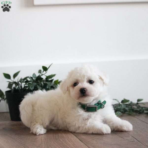 Cosmo, Bichon Frise Puppy