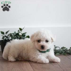 Cosmo, Bichon Frise Puppy