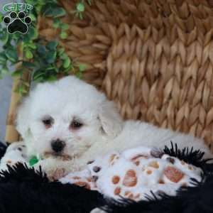 Axel, Bichon Frise Puppy