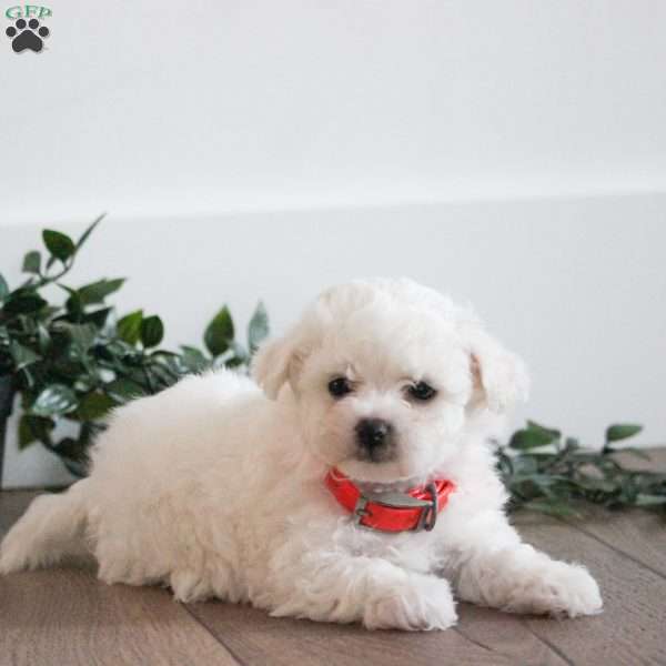 Coco, Bichon Frise Puppy