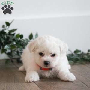 Coco, Bichon Frise Puppy