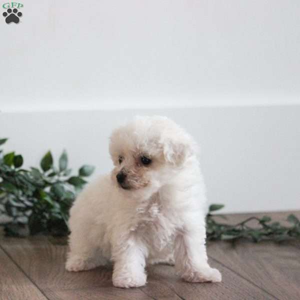 Callie, Bichon Frise Puppy