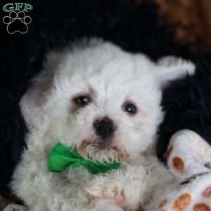 Axel, Bichon Frise Puppy