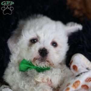 Axel, Bichon Frise Puppy