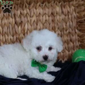 Axel, Bichon Frise Puppy