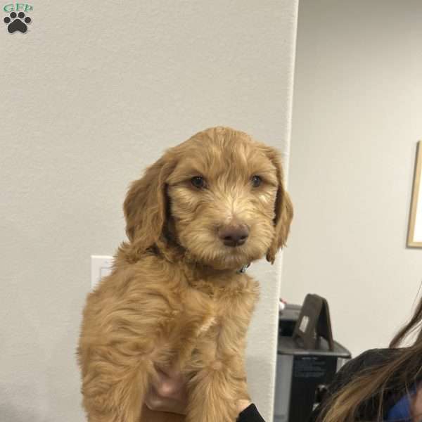 Frosty, Goldendoodle Puppy