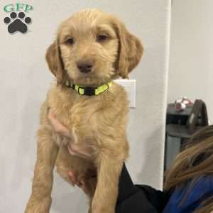 Tinsel, Goldendoodle Puppy