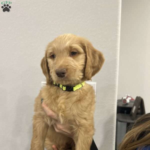 Tinsel, Goldendoodle Puppy