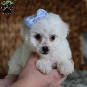 Acorn (Tiny), Bichon Frise Puppy