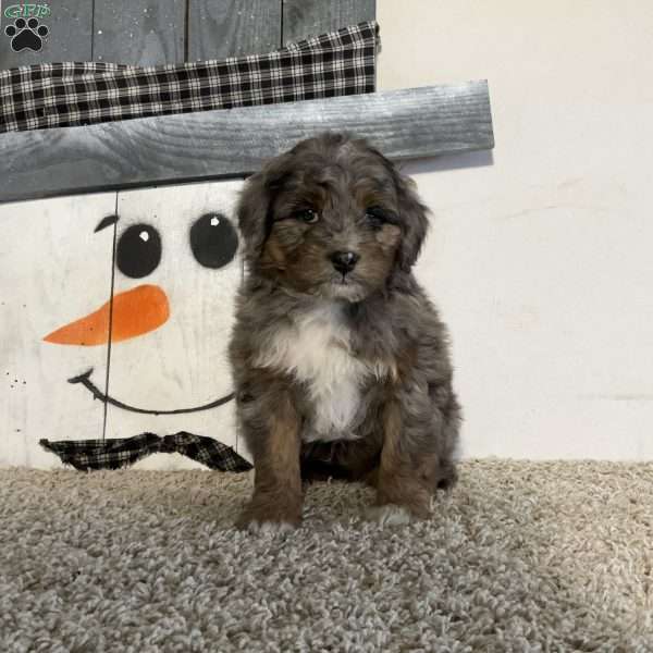 Sarge, Mini Aussiedoodle Puppy