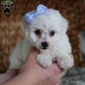 Acorn (Tiny), Bichon Frise Puppy