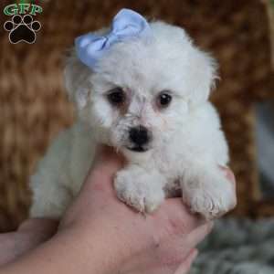 Acorn (Tiny), Bichon Frise Puppy