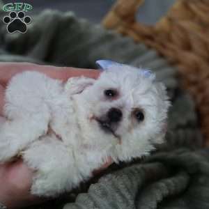 Acorn (Tiny), Bichon Frise Puppy