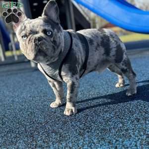 Penny wise, French Bulldog Puppy