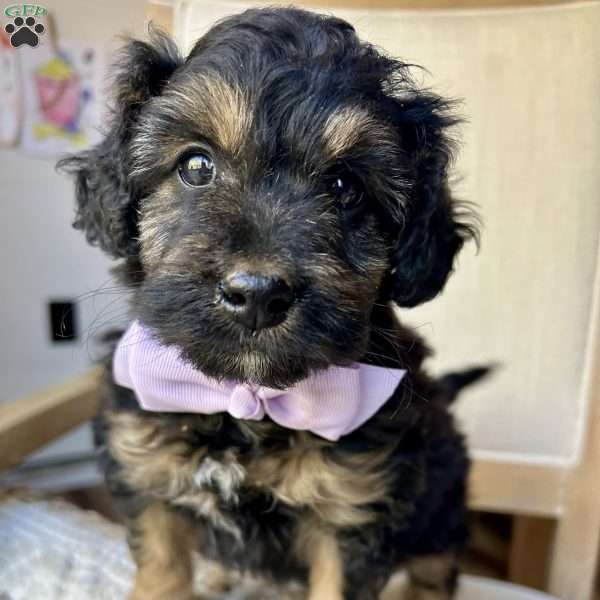 Chocolette, Mini Aussiedoodle Puppy