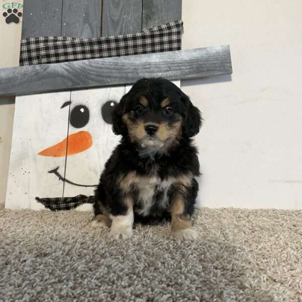 Sady, Mini Aussiedoodle Puppy