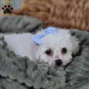 Acorn (Tiny), Bichon Frise Puppy