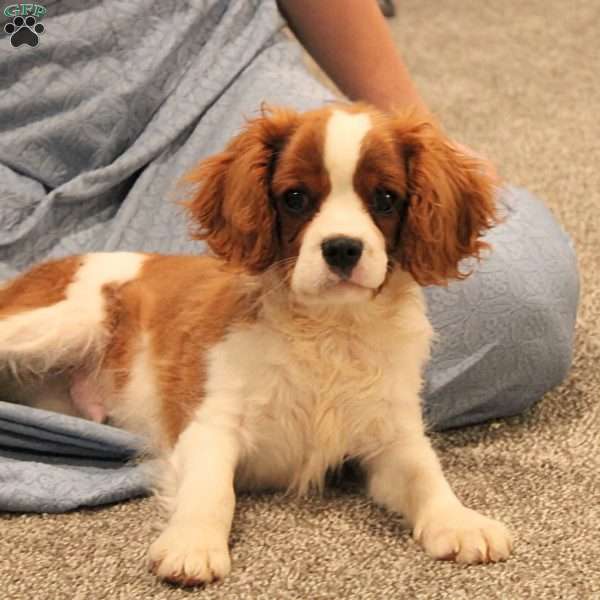 Clayton, Cavalier King Charles Spaniel Puppy