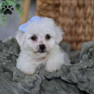 Acorn (Tiny), Bichon Frise Puppy