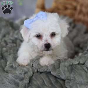 Acorn (Tiny), Bichon Frise Puppy