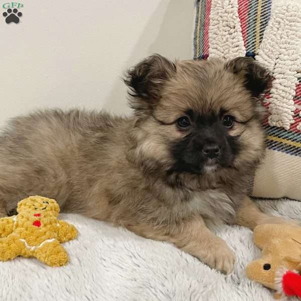 Linus, Mini Elkhound Puppy