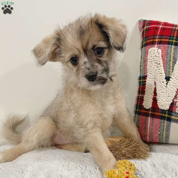 Lucy, Mini Elkhound Puppy