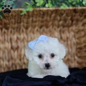 Acorn (Tiny), Bichon Frise Puppy