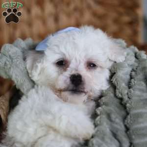 Acorn (Tiny), Bichon Frise Puppy