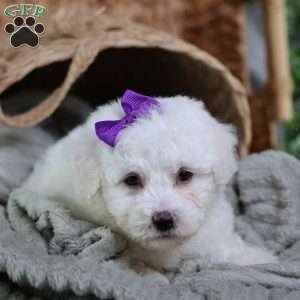 Abbie, Bichon Frise Puppy