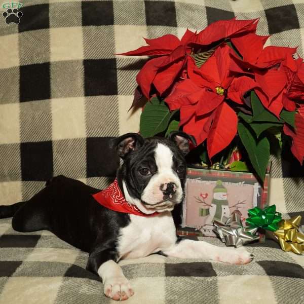 Macy, Boston Terrier Puppy