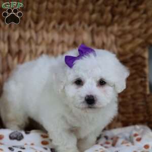 Abbie, Bichon Frise Puppy