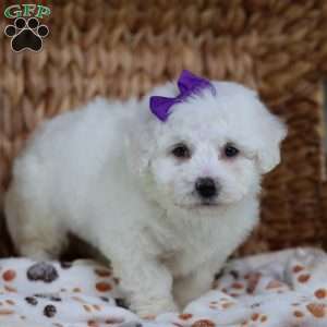 Abbie, Bichon Frise Puppy