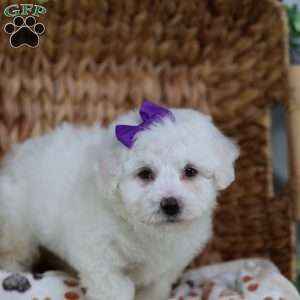 Abbie, Bichon Frise Puppy