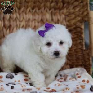 Abbie, Bichon Frise Puppy