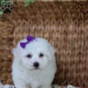 Abbie, Bichon Frise Puppy