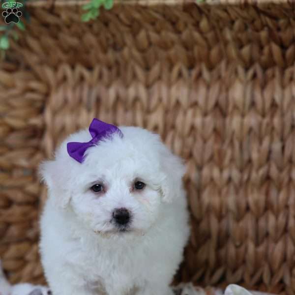 Abbie, Bichon Frise Puppy