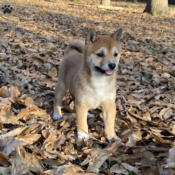 Mia, Shiba Inu Puppy