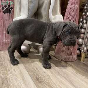 Pink, Cane Corso Puppy