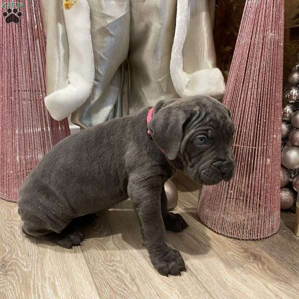 Pink, Cane Corso Puppy