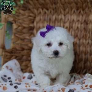 Abbie, Bichon Frise Puppy