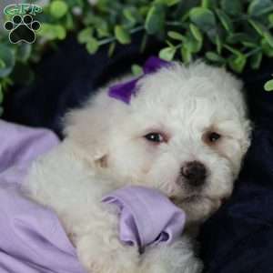 Abbie, Bichon Frise Puppy