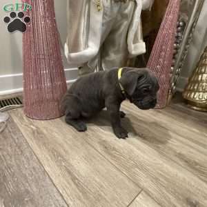 Yellow, Cane Corso Puppy