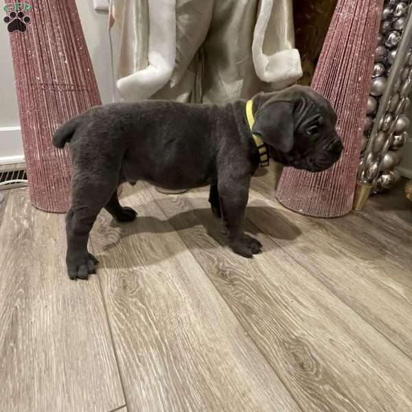 Yellow, Cane Corso Puppy