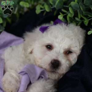 Abbie, Bichon Frise Puppy