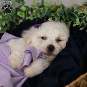 Abbie, Bichon Frise Puppy