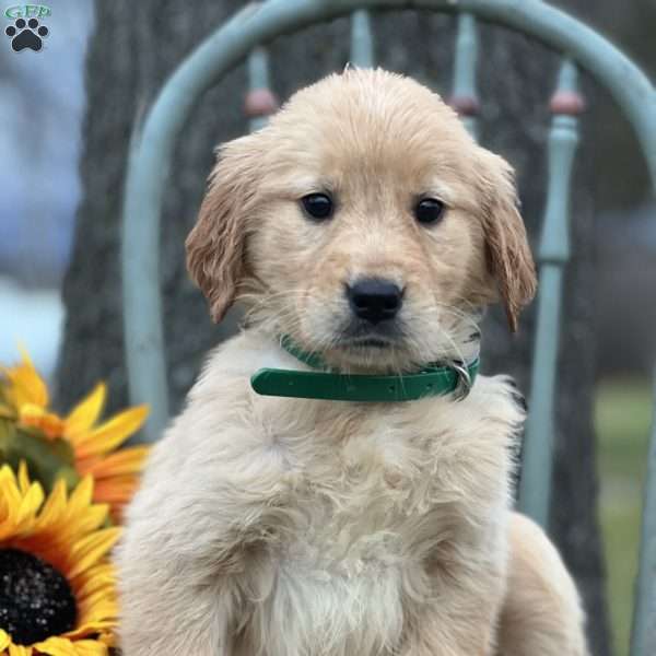 Jane, Golden Retriever Puppy