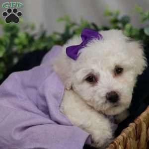 Abbie, Bichon Frise Puppy